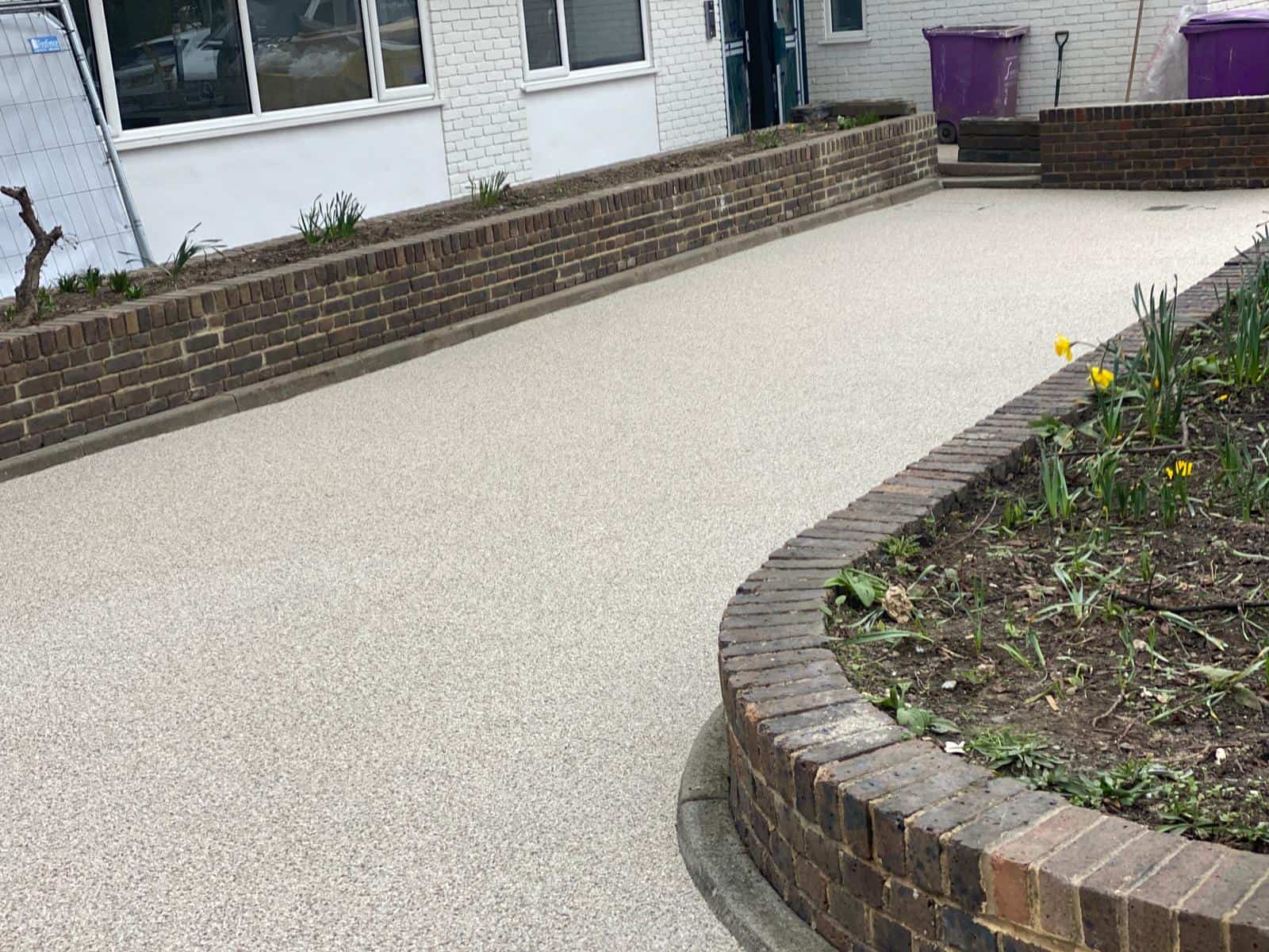 Alee pietonală cu flori de narcise galbene.